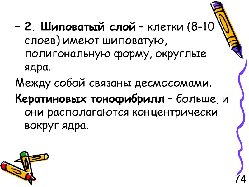 – 2. Шиповатый слой – клетки (8-10 слоев) имеют шиповатую, полигональную форму, округлые ядра.